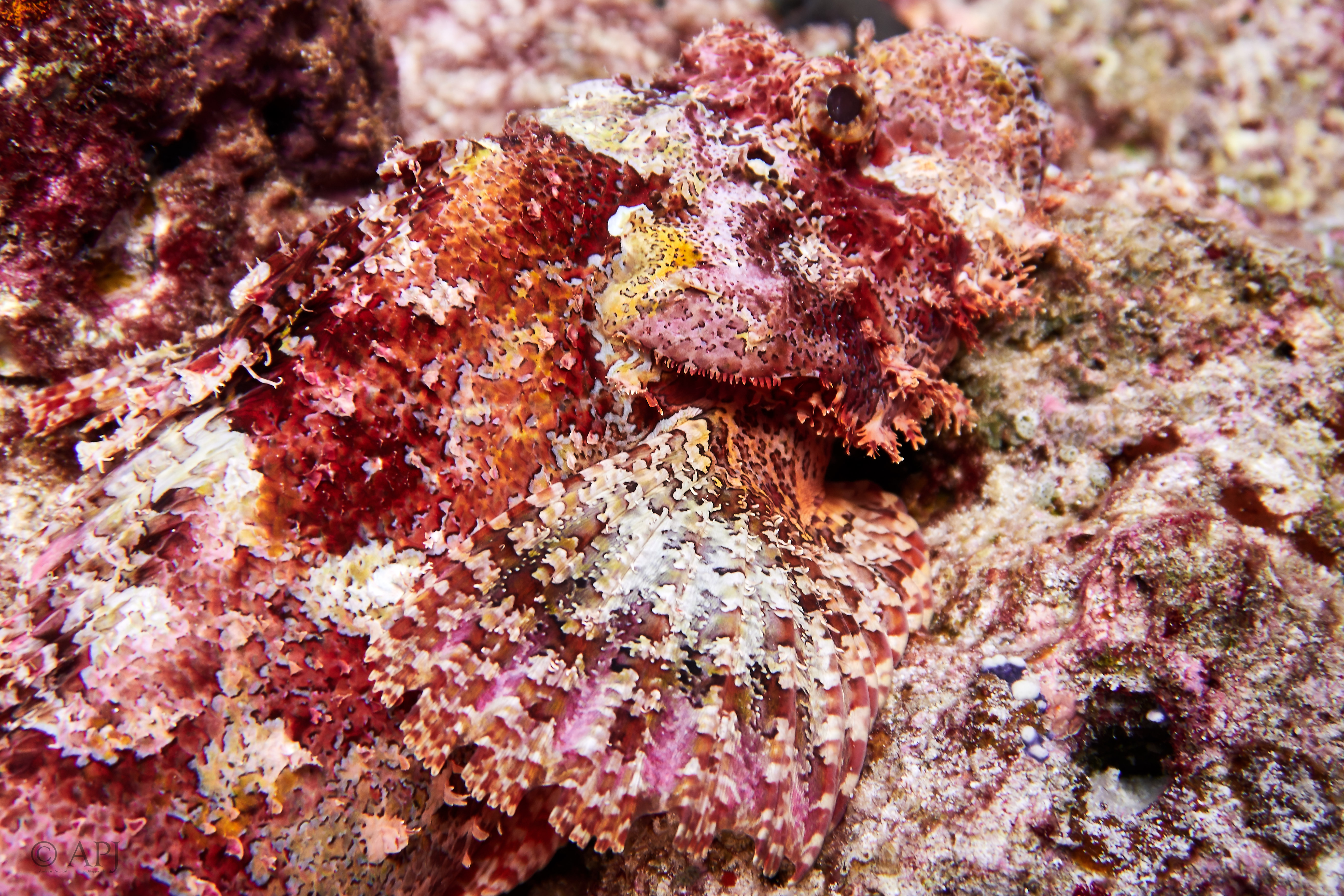 000664 15 08 17  Canon PowerShot G7 X Mark II   Malediven2017